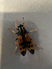 Pelecorhynchus