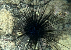 Diadema savignyi
