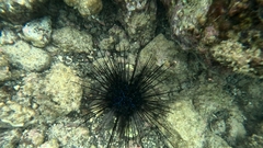 Diadema savignyi