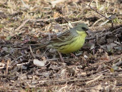 Emberiza personata