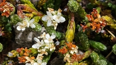 Kelleria dieffenbachii