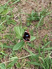 Junonia oenone oenone
