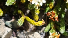 Kelleria dieffenbachii