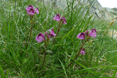 Pedicularis kerneri