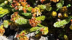 Kelleria dieffenbachii