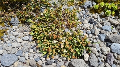 Kelleria dieffenbachii