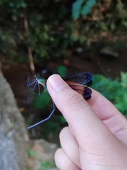 Atrocalopteryx melli