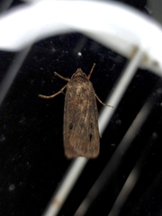 Agrotis infusa