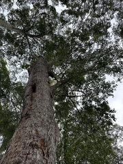 Eucalyptus botryoides