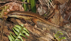 Eutropis