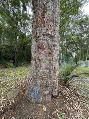 Eucalyptus botryoides