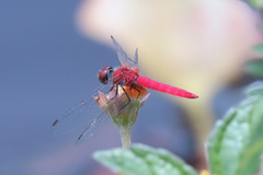 Aethriamanta nymphaeae