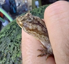 Dactylocnemis pacificus