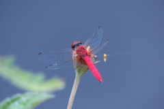 Aethriamanta nymphaeae