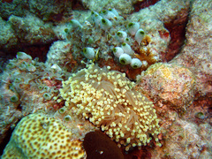 Euphyllia glabrescens