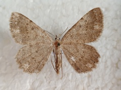 Dicrognophos sartata