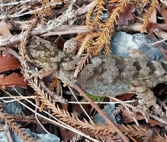Dactylocnemis pacificus