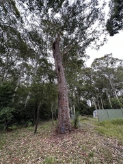 Eucalyptus botryoides