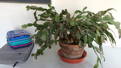 Schlumbergera truncata