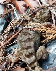 Dactylocnemis pacificus