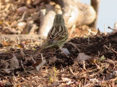 Emberiza personata