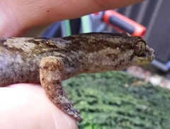 Dactylocnemis pacificus