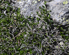 Melicytus angustifolius