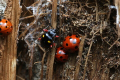 Eumorphus quadriguttatus pulchripes