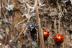 Eumorphus quadriguttatus pulchripes