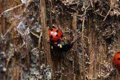 Eumorphus quadriguttatus pulchripes