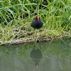 Gallinula chloropus chloropus