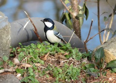 Parus minor