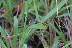 Ischnura pruinescens