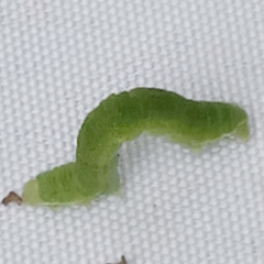 Epirrita dilutata