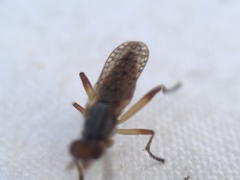 Dichetophora