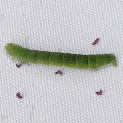 Epirrita dilutata
