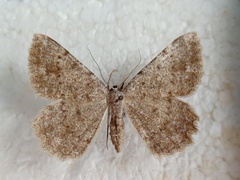 Dicrognophos sartata