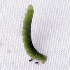 Epirrita dilutata