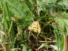 Pseudopanthera macularia