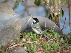 Parus minor