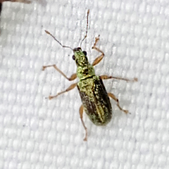 Polydrusus pterygomalis