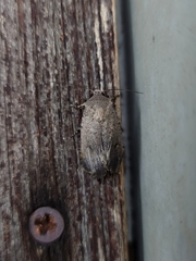 Proteuxoa hypochalchis
