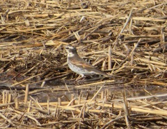 Turdus eunomus