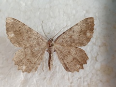 Dicrognophos sartata