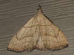 Macrochilo litophora