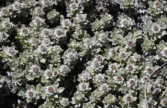 Ewartia nubigena