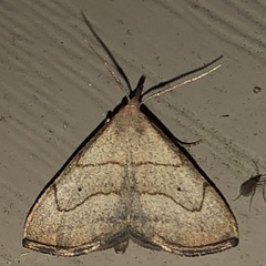 Macrochilo litophora