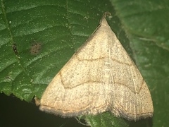 Macrochilo litophora