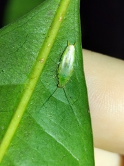 Mediastinia
