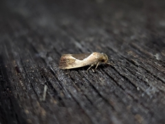 Hoplomorpha abalienella